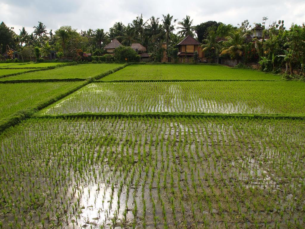 Saren Indah Hotel Ubud Exteriér fotografie