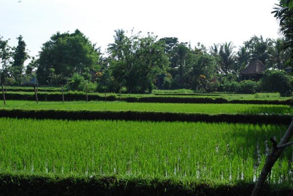 Saren Indah Hotel Ubud Exteriér fotografie