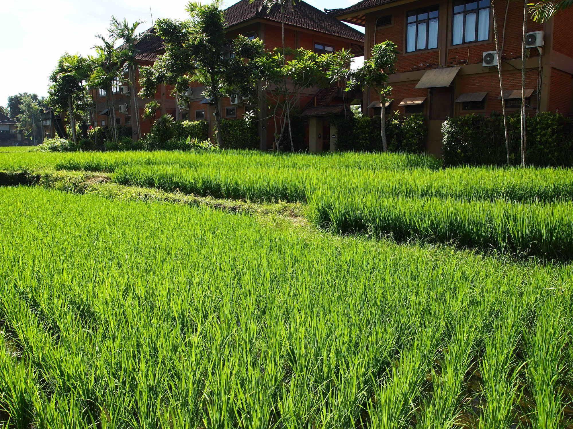 Saren Indah Hotel Ubud Exteriér fotografie