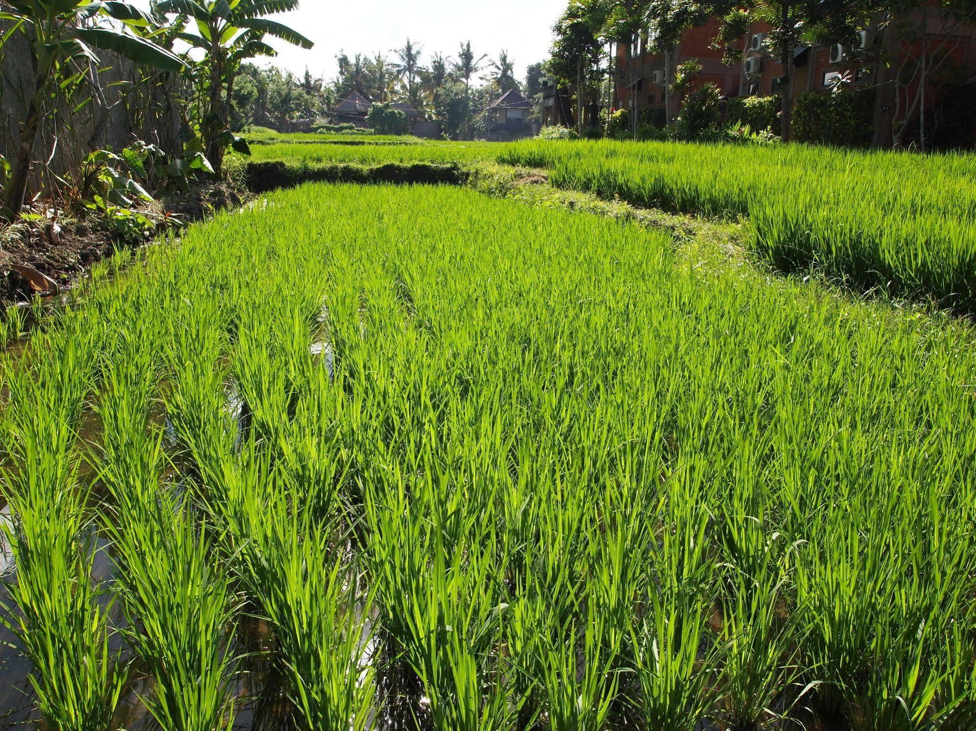 Saren Indah Hotel Ubud Exteriér fotografie